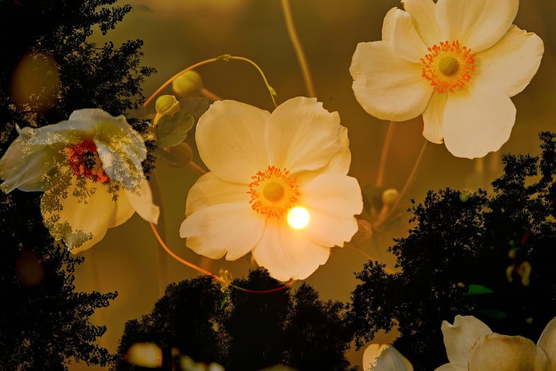 Dreamlike blossoms