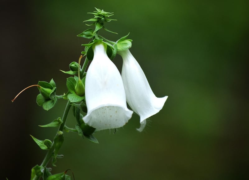 Angel's Trumpet