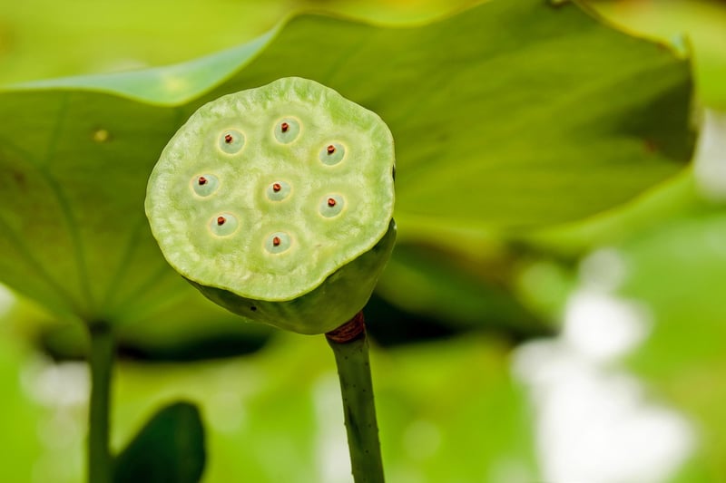 Blue Lotus
