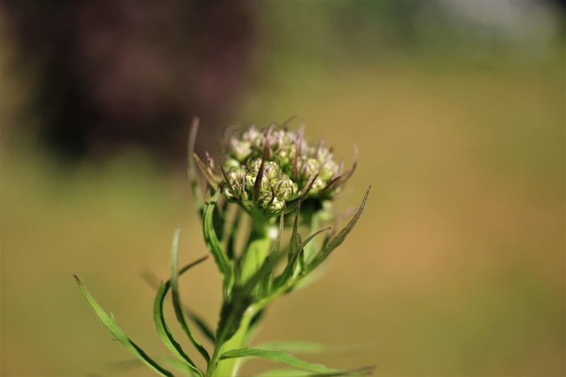 Valerian Root